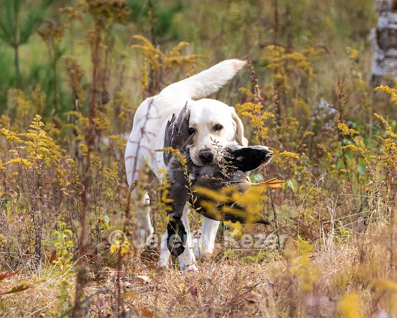Grampian Happily Ever After RN JH CC WC (Henry)