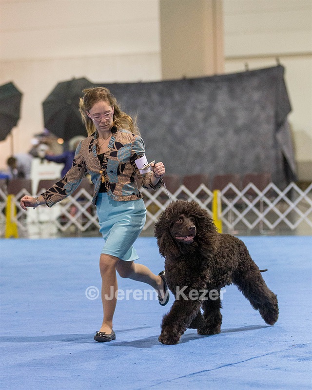 19 - GCH CH Axelhurn Now I'm Here (Marcus)