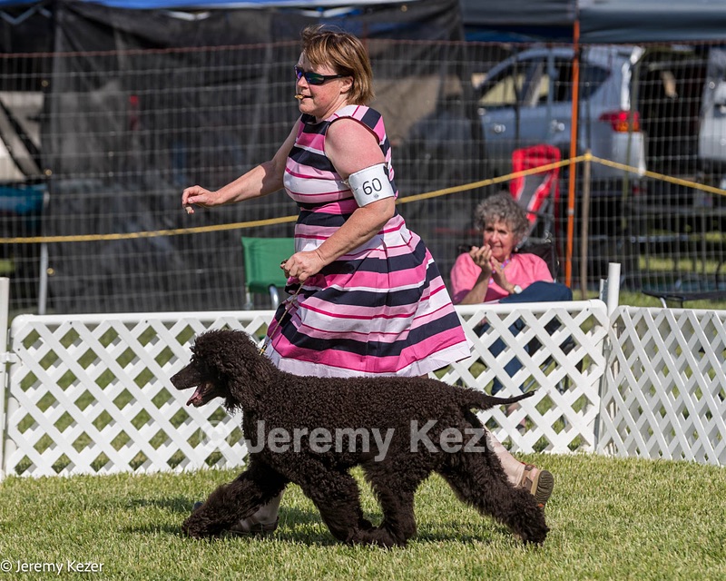 60 - GCH CH All Green Wi'Envy V Alpha Nordic CD RE RATN DS CGCA TKN