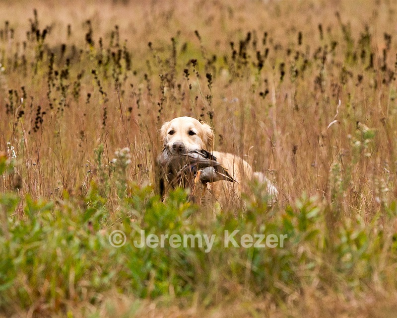 Ghillie
