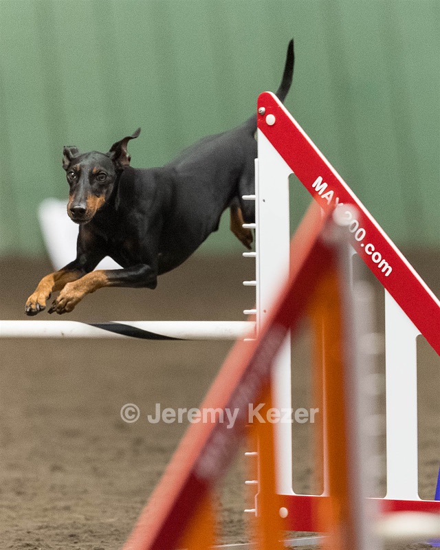 Albus King