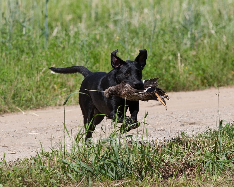 Pherris