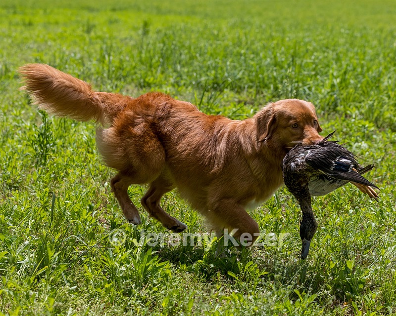 Kammie Annunziato
