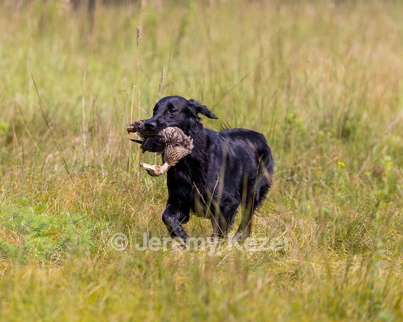 Ziva