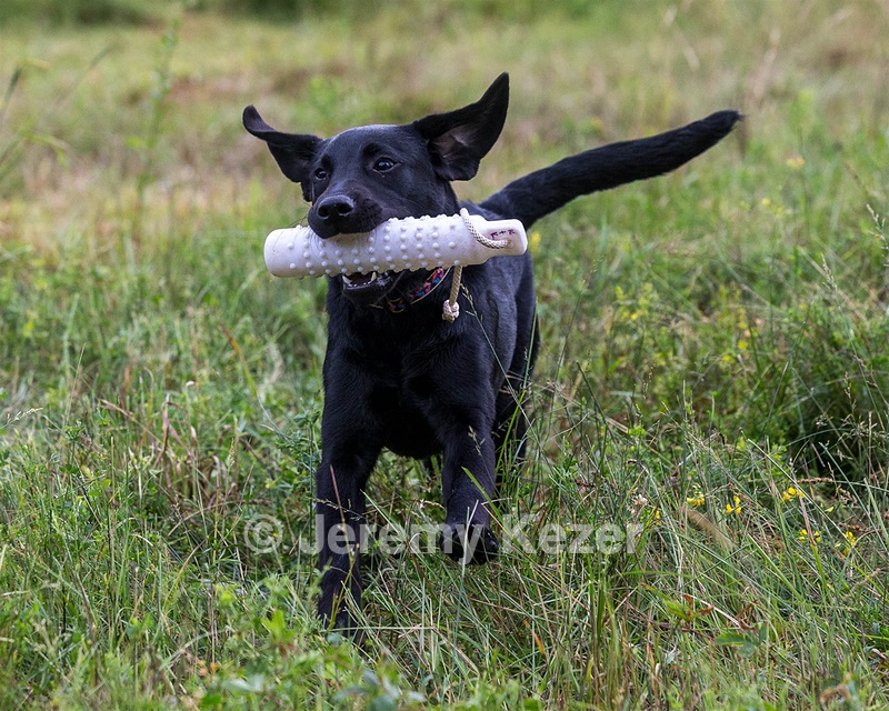 Josie
