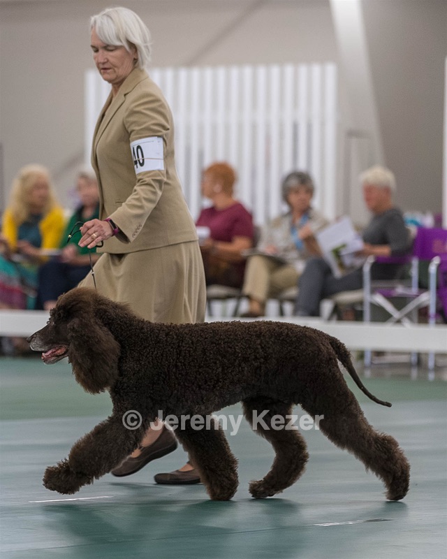 40 - GCH POOLE'S IDE BONNIE BROOK CD RE CGC (Bonnie)