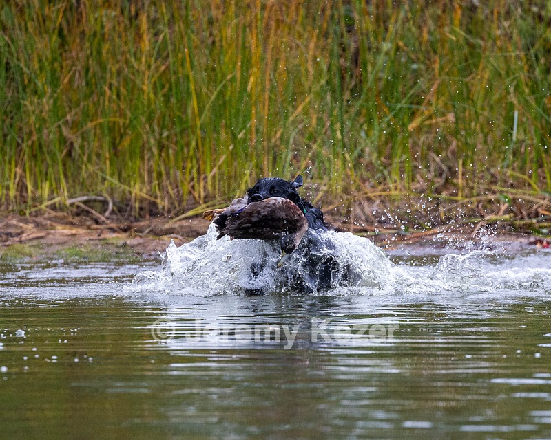 Ripple