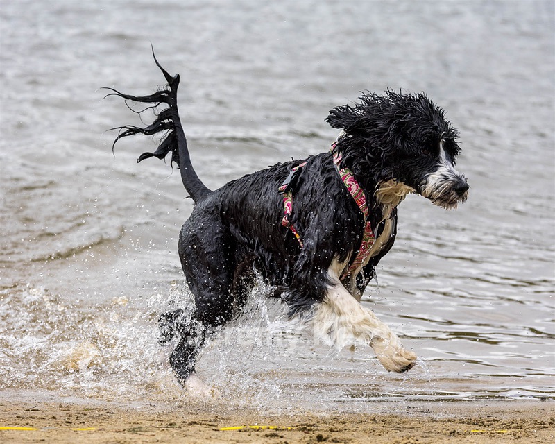 Zora Schaub