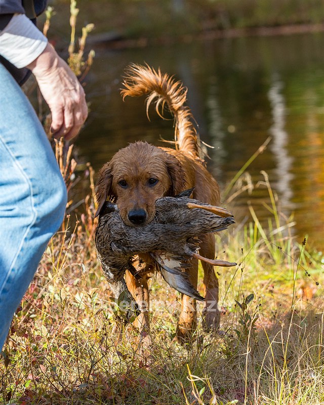 Marsha Wilcox's Pete