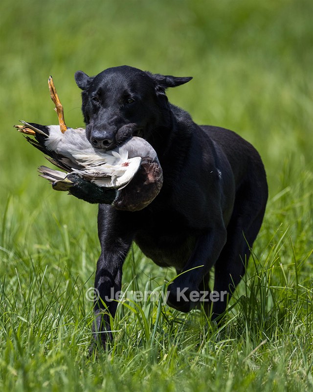 Cane Robichaud