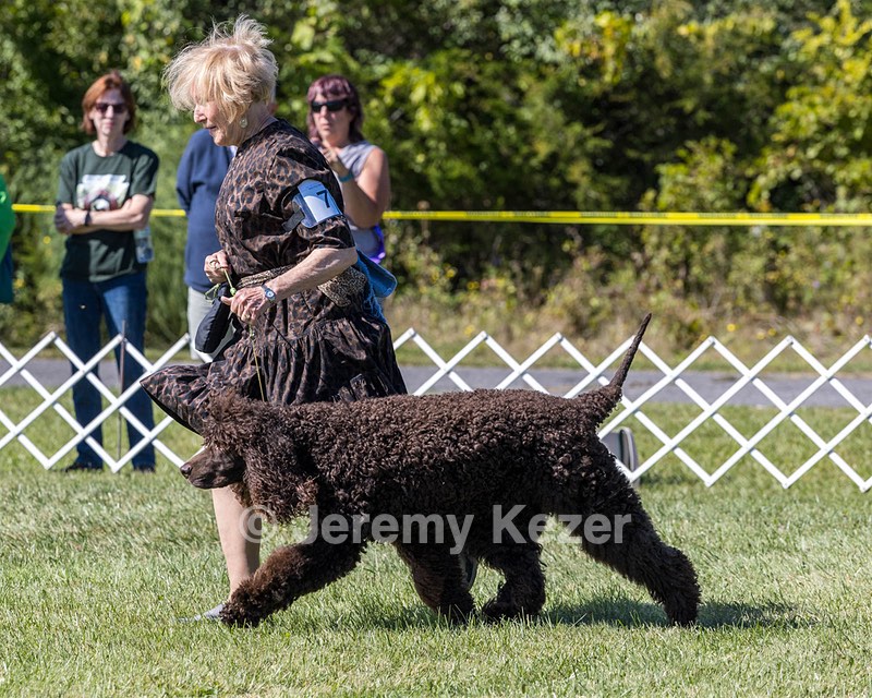 07 - GCH CH CASTLEHILL'S RAMBLIN' RAFAEL O'CRISPIN BN (Rafi)