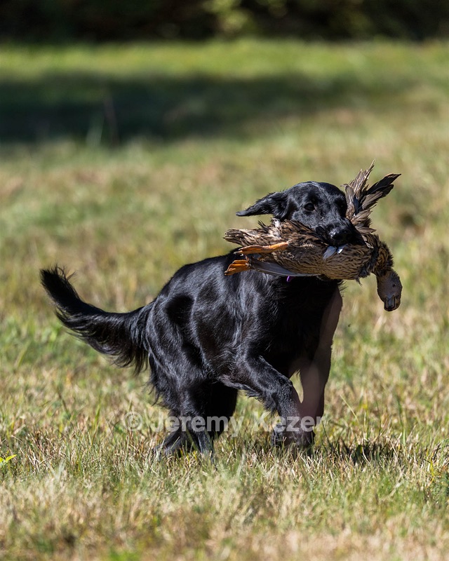 Test Dog