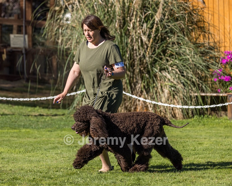 11 - GCH CH BREKKON'S FIRST MARK BN RN CGC TKN