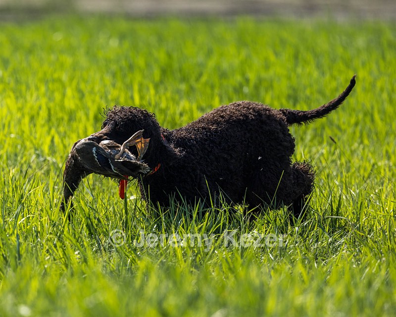 Ghillie Kezer