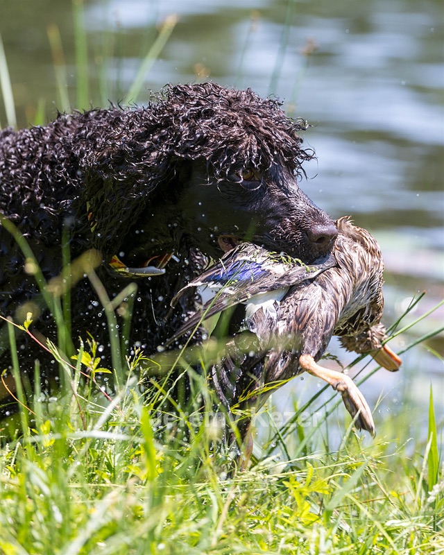 Ghillie Kezer