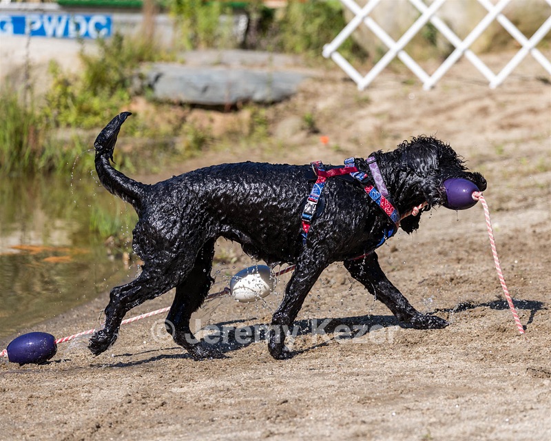Habibi Lisa