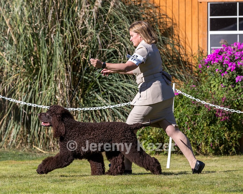 17 - GCH CH FLINTCREST FIVE STAR GENERAL (Grant)