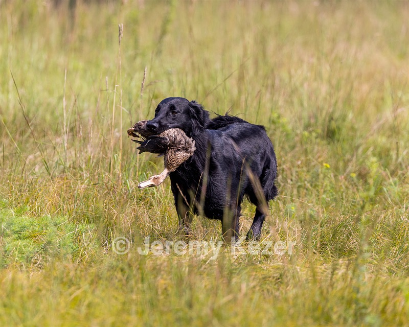 Ziva