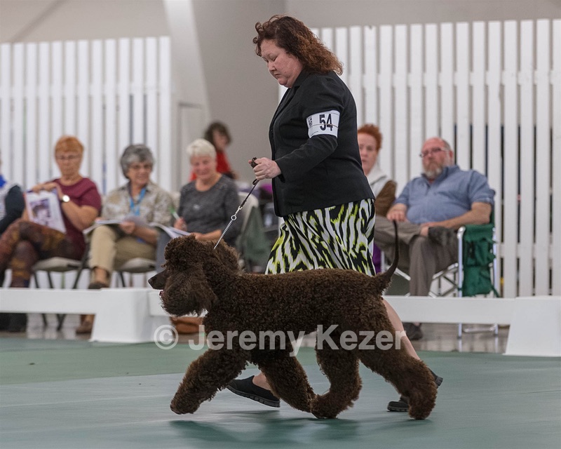 54 - GCH BREKKON BEGINS WITH BEAUFIELD