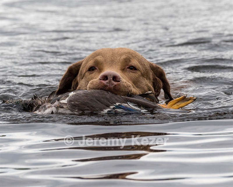 Hunter Law