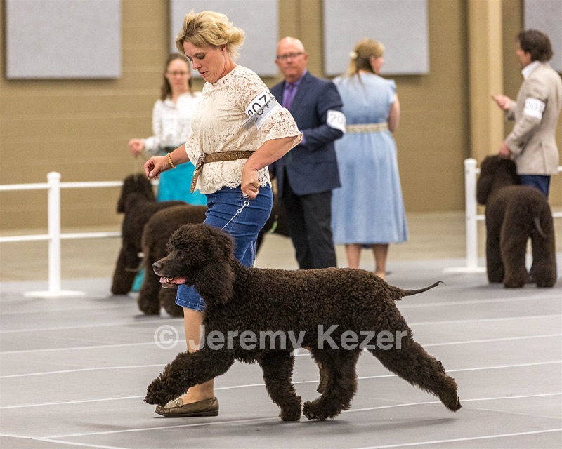 207 - GCH CH Flintcrest First Strike Fintan