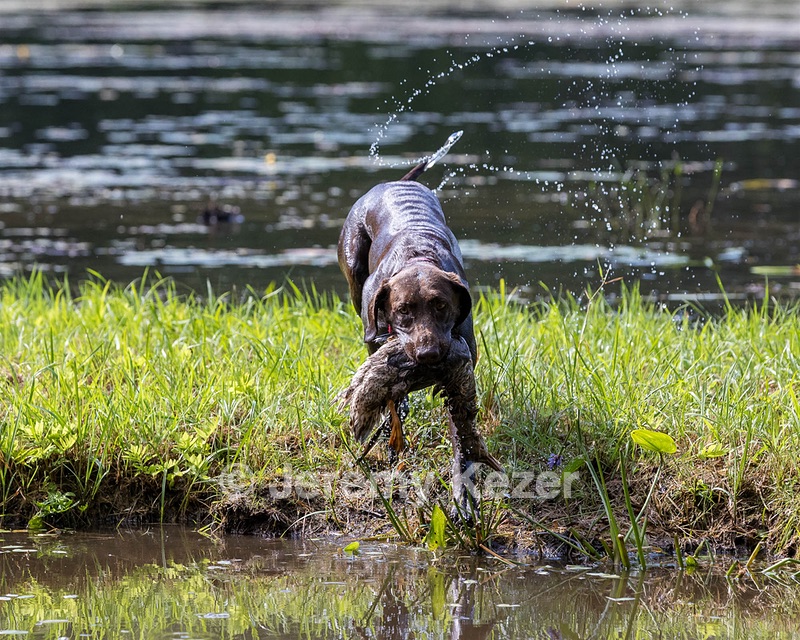 Roxy Fearnley