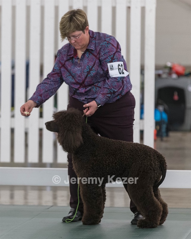 62 - GCH ALL GREEN WI' ENVY V ALPHA NORDIC CD RE DS RATN (Jade)