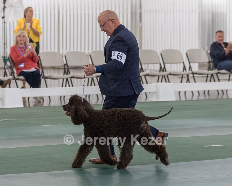 66 - GCH CH BLACKTHORN'S KEEVA CROMPTON AX AXJ XF RN CGC (Keeva)