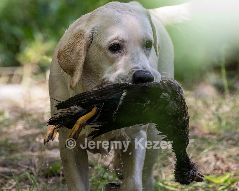 Henry