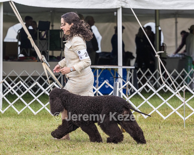 20 - GCHS CH POOLE'S IDE SAY NO MORE OHS CD RE JH DS (Simone)