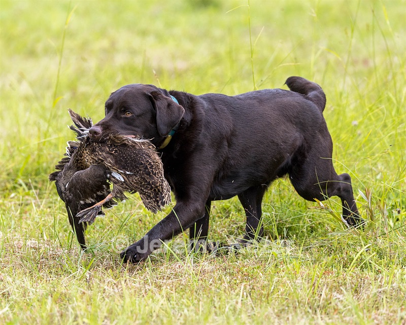 Otter Henry