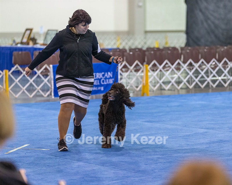 30 - GCH CH Chantico's Spirit In The Surf JH CD RA OA OAJ  NF (Selchie)