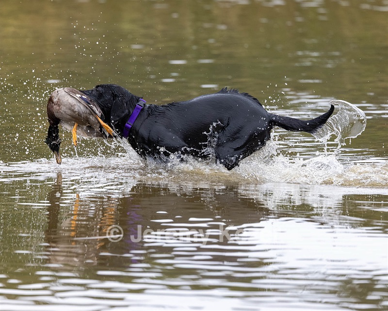 Ash Canny