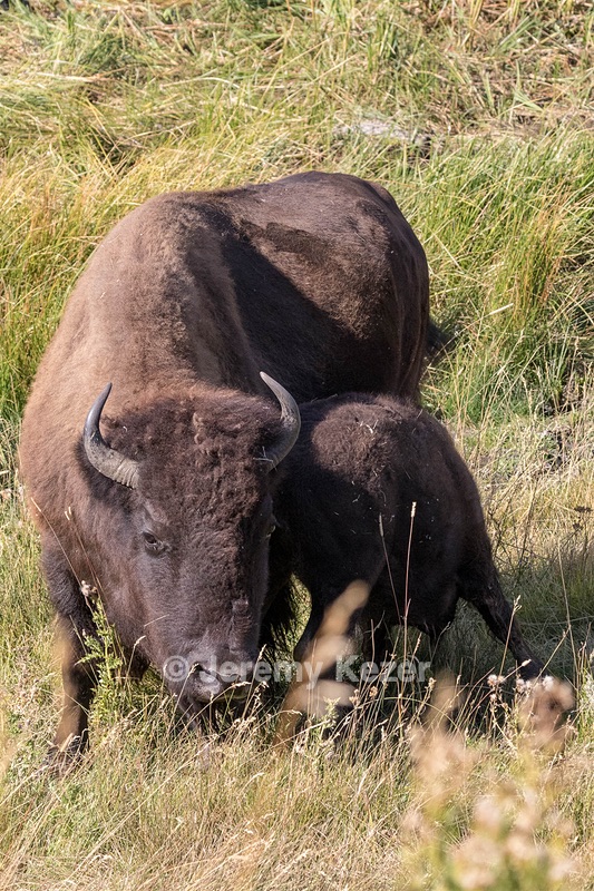 Yellowstone National Park