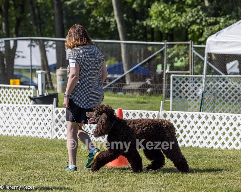 09 - GCH CH Brekkon's First Mark BN RN CGC TKN
