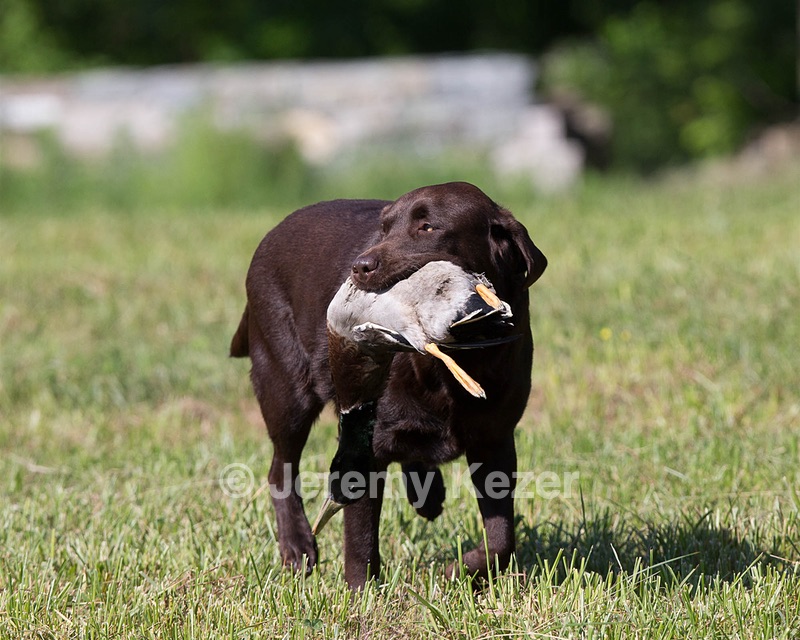 Kodi