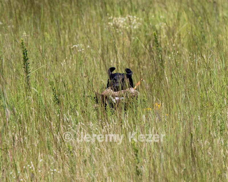 Riker Mickelson