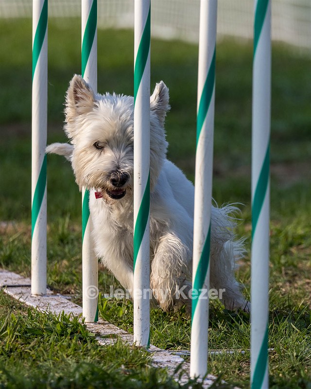 Cricket Turco-Levin