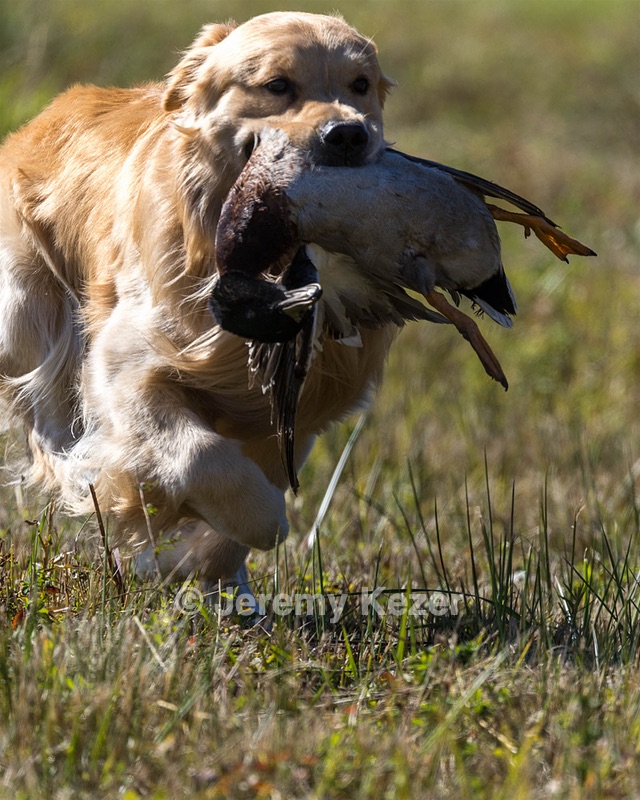 Koda Huss