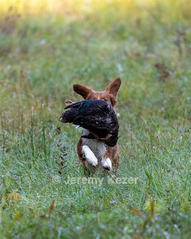Merlot Quackenbush