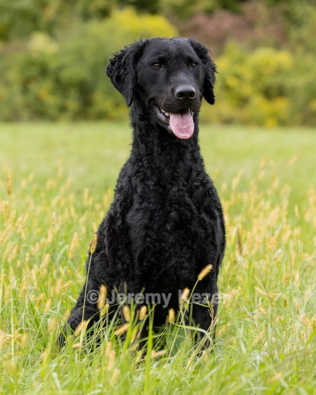 Bonnie