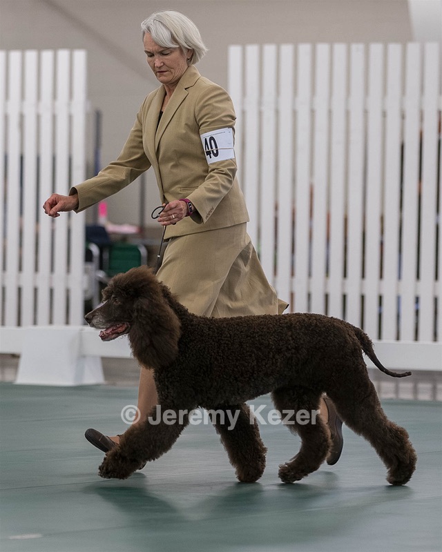 40 - GCH POOLE'S IDE BONNIE BROOK CD RE CGC (Bonnie)