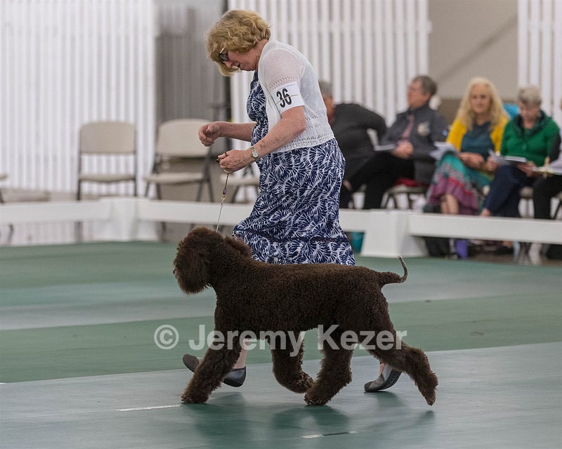 36 - GCH ARROYO'S BEGIN THE BEGUINE AX OAJ NF (Porter)
