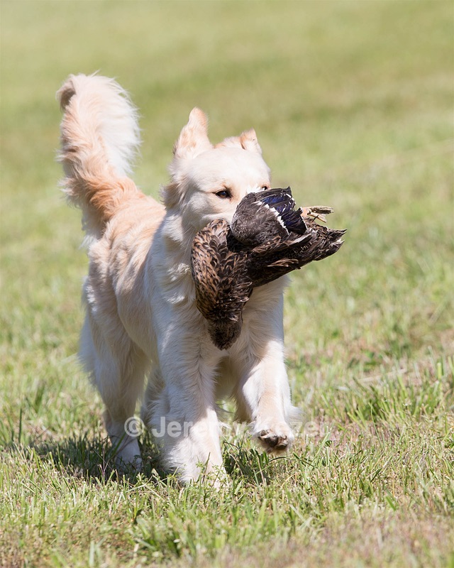 20130601-SHRL-0425.jpg