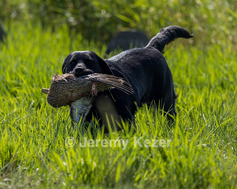 Jessie Buyting