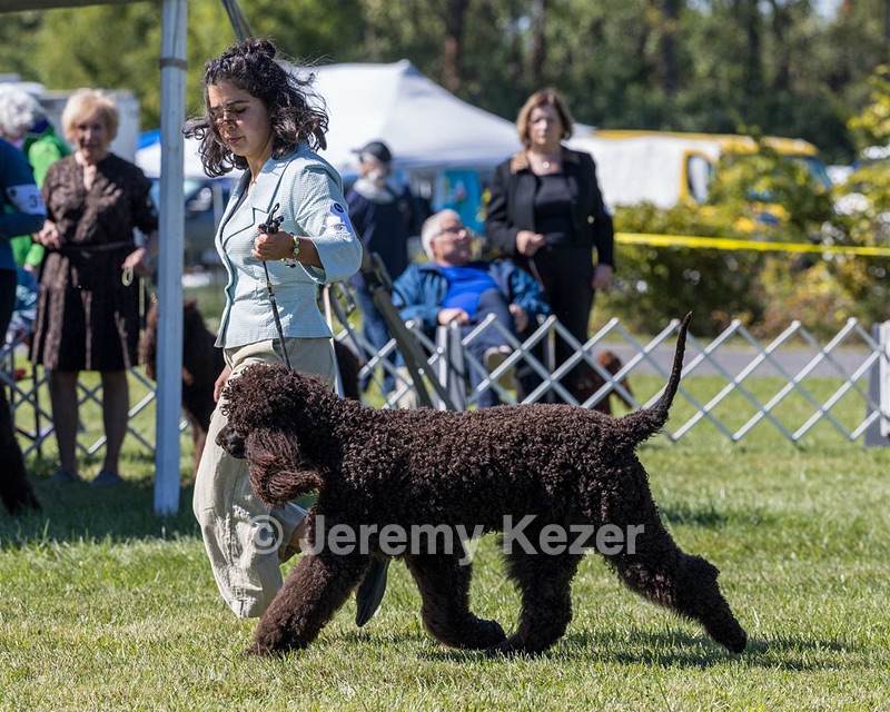 09 - GCH CH POOLE'S IDE DARK KNIGHT RN CGC TKN ATT (Oscar)