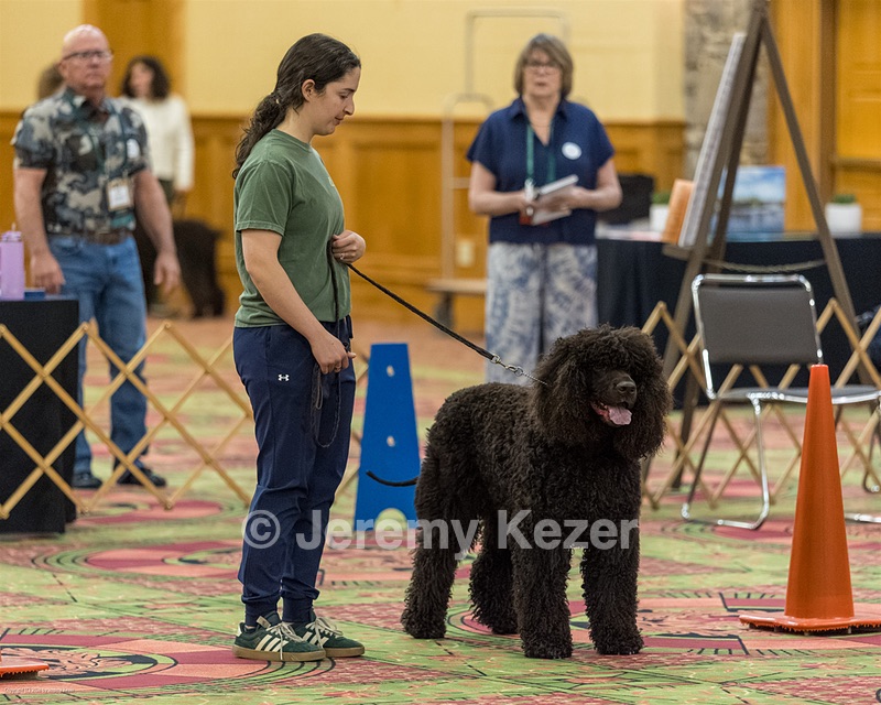 105 - GCH POOLE'S IDE RIPTIDE RI DS CGC WC (Rip)