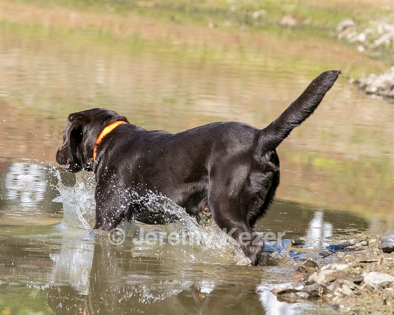 Josey