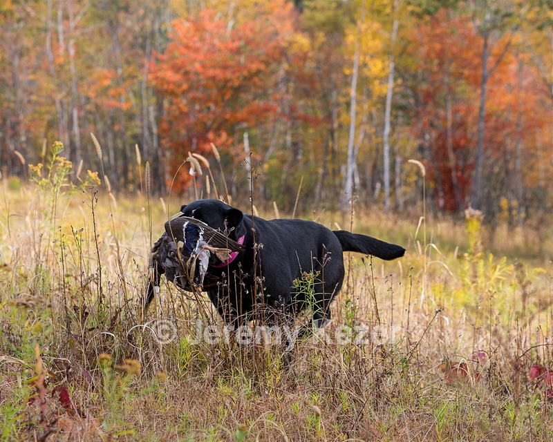 Shoreline's Dancing Girl (Sadie)