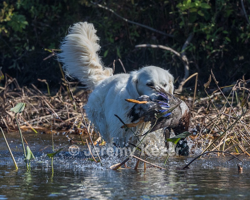Piper Lanagan
